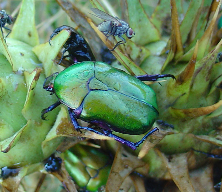 Cetoniidae: Protaetia cuprea cuprea